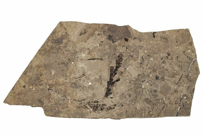 Conifer (Chamaecyparis?) Fossil - McAbee, BC #271254